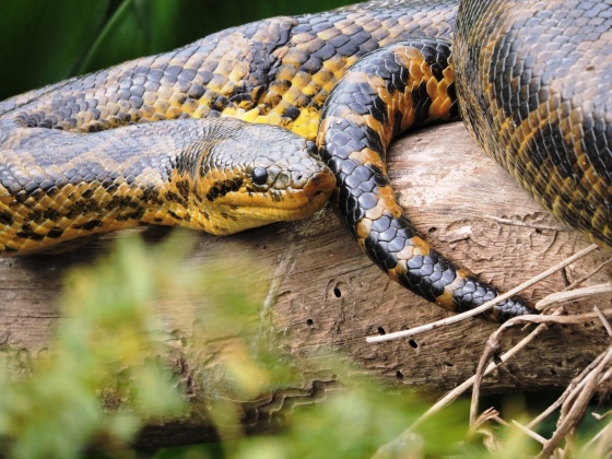 RPUM Doña Sofía (73)