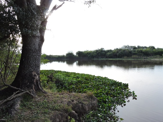 RPUM Doña Sofía (75)