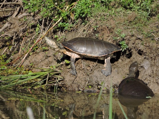 RPUM Doña Sofía (76)