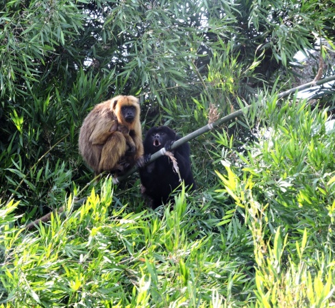 RPUM Doña Sofía (78)