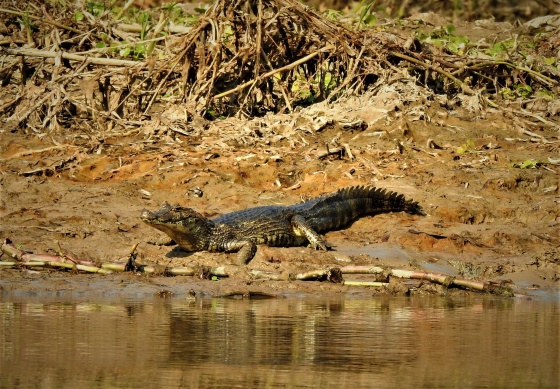 RPUM Doña Sofía (42)