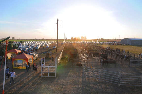 Expocampo (3)